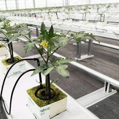 Serre à double arche personnalisée pour les légumes personnalisés selon vos besoins