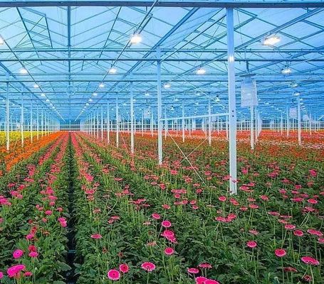 Serre pour la culture des légumes avec vibrateur à neige Retour des remboursements dans les 30 jours