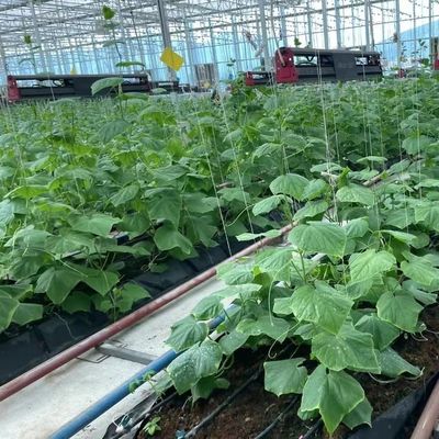 Système d'agriculture verticale à plusieurs étendues en serre à film plastique