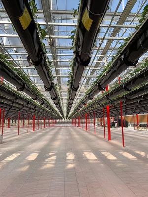 Demande personnalisée Serre de vibrateur de neige pour l'agriculture de capsicum en monnaie américaine