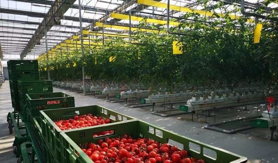 Demande personnalisée Serre de vibrateur de neige pour l'agriculture de capsicum en monnaie américaine
