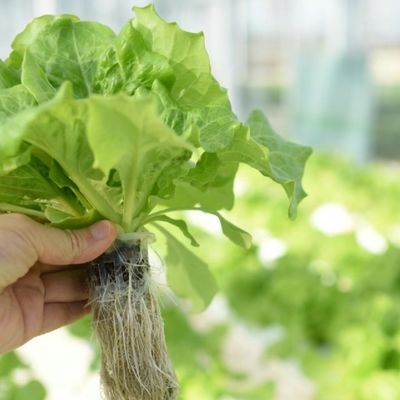 JX-A0038 Serre à pellicules en plastique à longue portée pour les produits de jardinage au prix en monnaie américaine