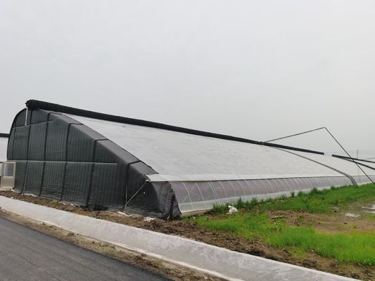 Lumière du soleil Serre JX-h0051 Cultiver des légumes toute l'année dans une serre Vibrator de neige