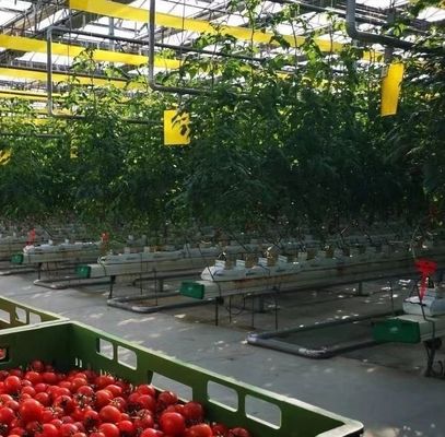 Personnalisation Serre à tunnel en arc Serre à lumière solaire Pour la culture du capsicum