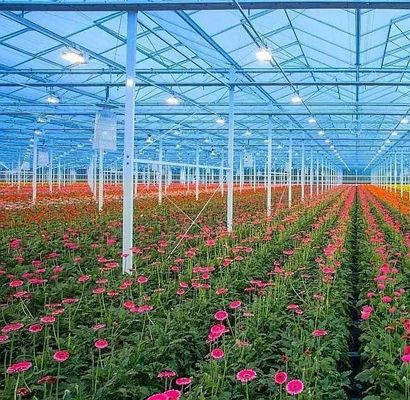 Personnalisation Serre à tunnel en arc Serre à lumière solaire Pour la culture du capsicum