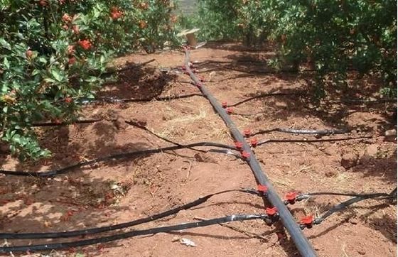 Origine Serre à poutre à double arc pour le capsicum Coût d'expédition et Serre de production