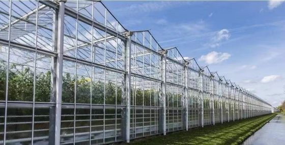 Origine Serre à poutre à double arc pour le capsicum Coût d'expédition et Serre de production
