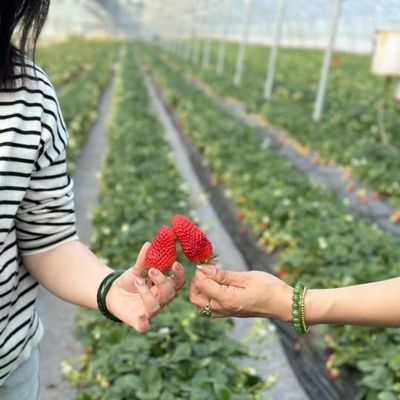 Origine Serre agricole à film multifonction pour votre entreprise agricole