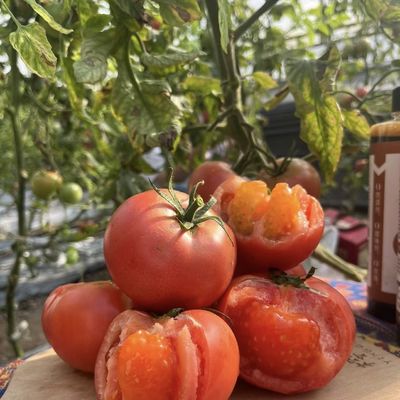 Origine Serre agricole à film multifonction pour votre entreprise agricole