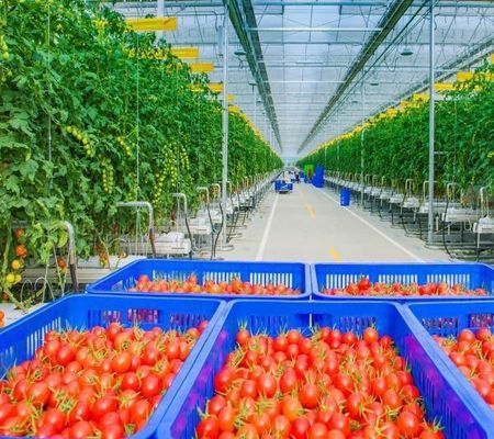 Serre pour la plantation de tomates à fruits