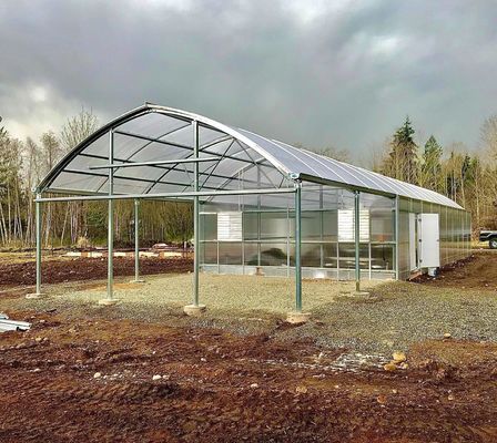 Serre pour la plantation de tomates à fruits