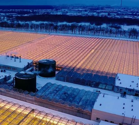 Serre pour la plantation de tomates à fruits