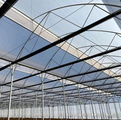 Serre pour la plantation de tomates à fruits
