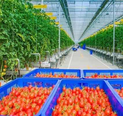 Serre à neige à vibrateur personnalisé pour la plantation de tomates