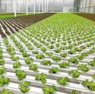 Serre en acier plastique à double arc pour les légumes