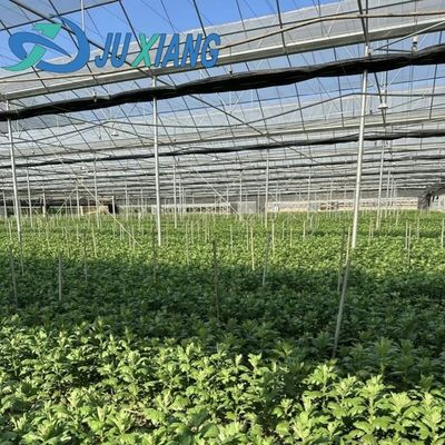 Serre en acier plastique à double arc pour les légumes
