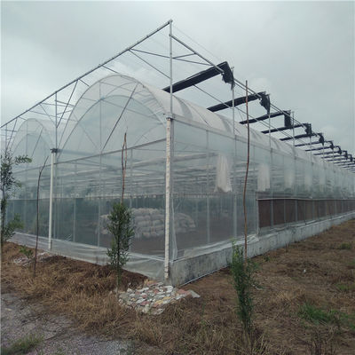 Serre à double arche de conception personnalisée pour la culture de tomates et concombres de grande taille