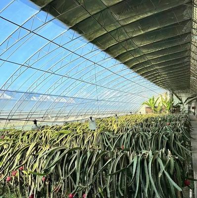 Serre à double couche à la lumière du soleil moderne sur mesure pour les besoins de la plantation de champignons