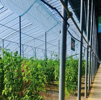 Serre à double couche à la lumière du soleil moderne sur mesure pour les besoins de la plantation de champignons