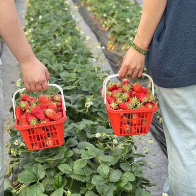 Élevage à grande échelle Serre d'irrigation goutte à goutte 50,00cm * 60,00cm * 50,00cm Paiement complet