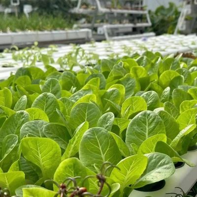Élevage à grande échelle Serre d'irrigation goutte à goutte 50,00cm * 60,00cm * 50,00cm Paiement complet