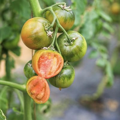 Serre à film multi-span personnalisée pour planter des fleurs 30 jours garantie de remboursement