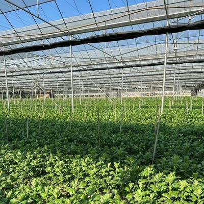 États-Unis Serre à plusieurs étages avec système d'irrigation à goutte à goutte et paiement initial