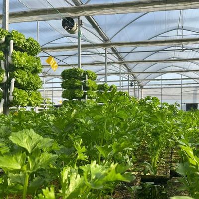 États-Unis Serre à plusieurs étages avec système d'irrigation à goutte à goutte et paiement initial
