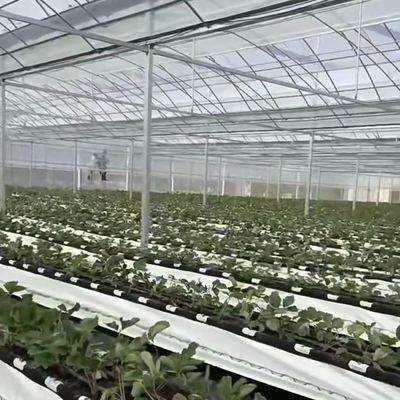 Serre multi-span pour la culture hydroponique des échantillons US 20/m2 Monnaie US