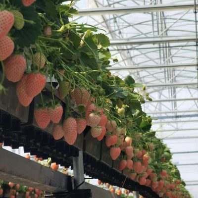Solution personnalisée de rendement en serre à plusieurs étendues pour la production hydroponique de légumes