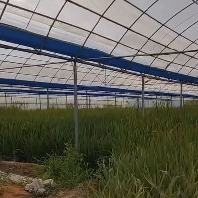 Solution personnalisée de rendement en serre à plusieurs étendues pour la production hydroponique de légumes