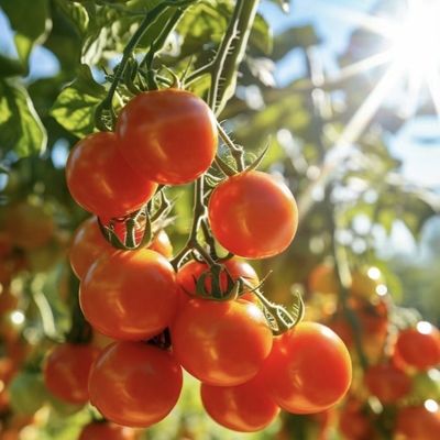 Solution personnalisée de rendement en serre à plusieurs étendues pour la production hydroponique de légumes