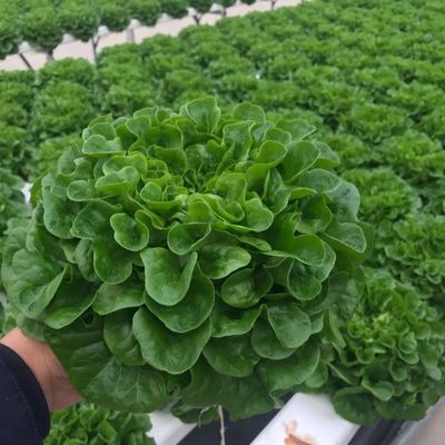 Solution personnalisée de rendement en serre à plusieurs étendues pour la production hydroponique de légumes