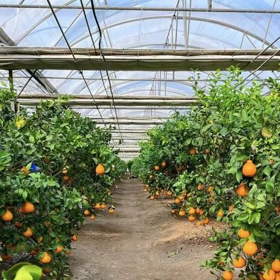 Serre multi-span avec irrigation avancée sur le coût de transport et le délai de livraison