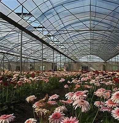 Serre multi-span avec irrigation avancée sur le coût de transport et le délai de livraison