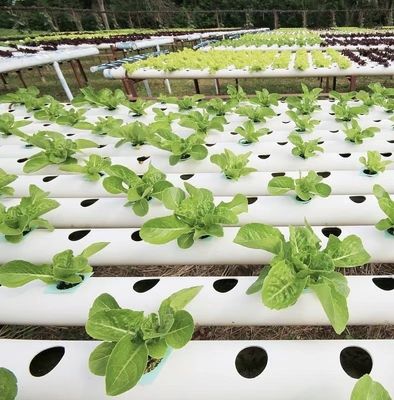 Serre multi-span avec irrigation avancée sur le coût de transport et le délai de livraison