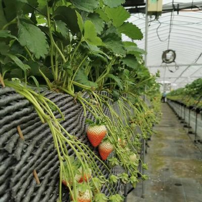 Serre multi-span avec irrigation avancée sur le coût de transport et le délai de livraison