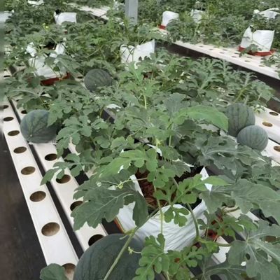 Serre à plusieurs étages pour la production de légumes US 20/m2 min. échantillons de commande
