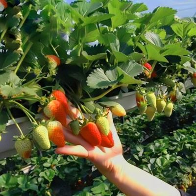 Serre à plusieurs étages pour la production de légumes US 20/m2 min. échantillons de commande