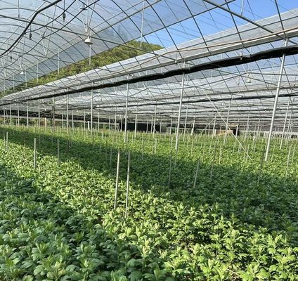 Serre à plusieurs étages pour la production de légumes US 20/m2 min. échantillons de commande