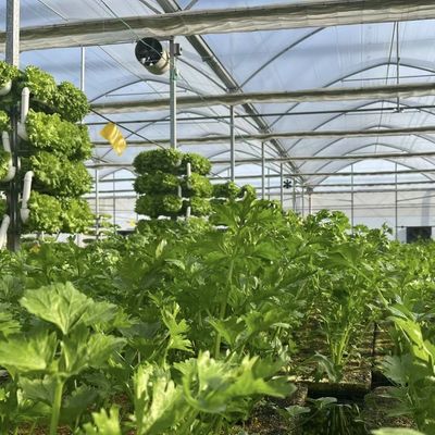 Produit végétal Po Film Serre avec système d'ombrage et remboursement de 30 jours