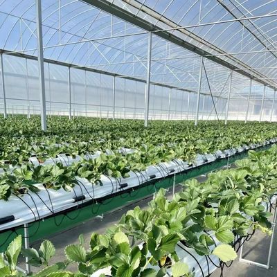 Serre à films multiples pour la culture hydroponique protège les plantes des intempéries