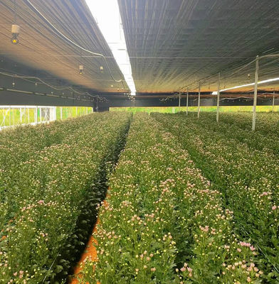 Serre à films multiples pour la culture hydroponique protège les plantes des intempéries