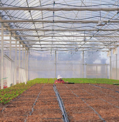 Serre à films multiples pour la culture hydroponique protège les plantes des intempéries