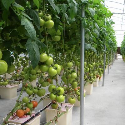 Serre à films multiples pour la culture hydroponique protège les plantes des intempéries