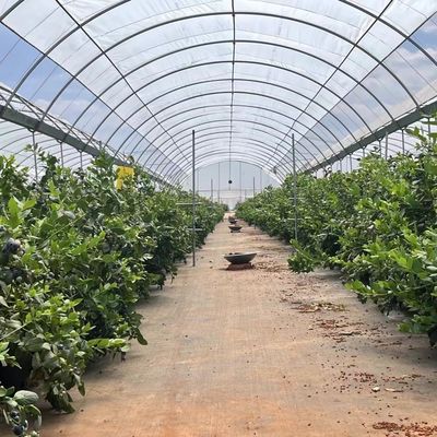 Serre en sol cocopaïque à structure en acier à longue portée pour les solutions de production végétale