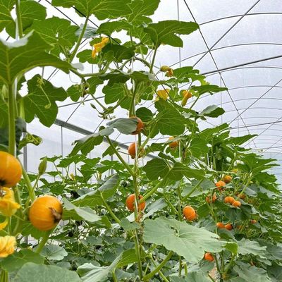 Taille de l'emballage 50.00cm * 60.00cm * 50.00cm Serre à plusieurs étages avec irrigation à goutte à goutte