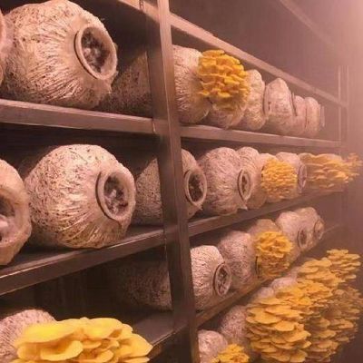 Serre de conteneur de transport pour la culture de champignons dans la conception intelligente JX-CG-0001