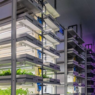 Serre de conteneur de transport pour la culture de champignons dans la conception intelligente JX-CG-0001