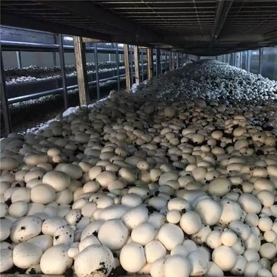 Serre de conteneur de transport pour la culture de champignons dans la conception intelligente JX-CG-0001